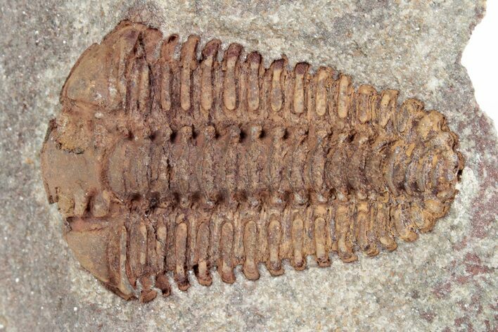 Ordovician Trilobite (Placoparia) Fossil - Morocco #216590